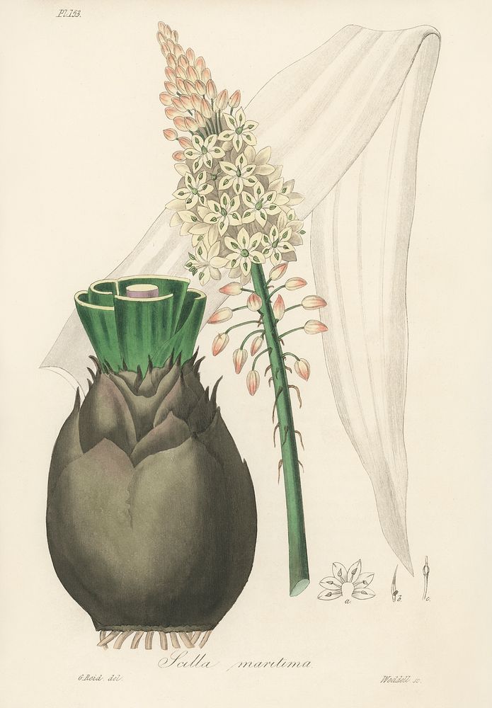Squill (Scilla maritima) illustration. Digitally enhanced from our own book, Medical Botany (1836) by John Stephenson and…