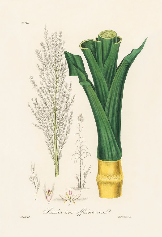 Sugarcane (Saccharum officnarum) illustration. Digitally enhanced from our own book, Medical Botany (1836) by John…
