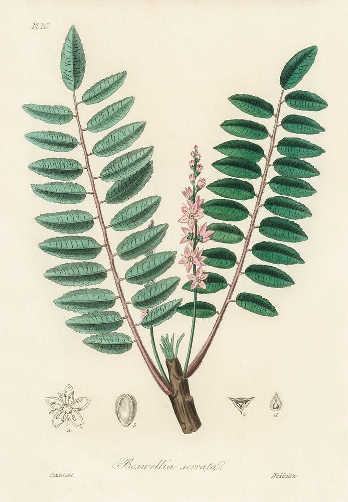 Boswellia serrata illustration. Digitally enhanced from our own book, Medical Botany (1836) by John Stephenson and James…