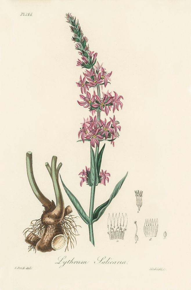 Purple loosestrife (Lythrum salicaria) illustration. Digitally enhanced from our own book, Medical Botany (1836) by John…