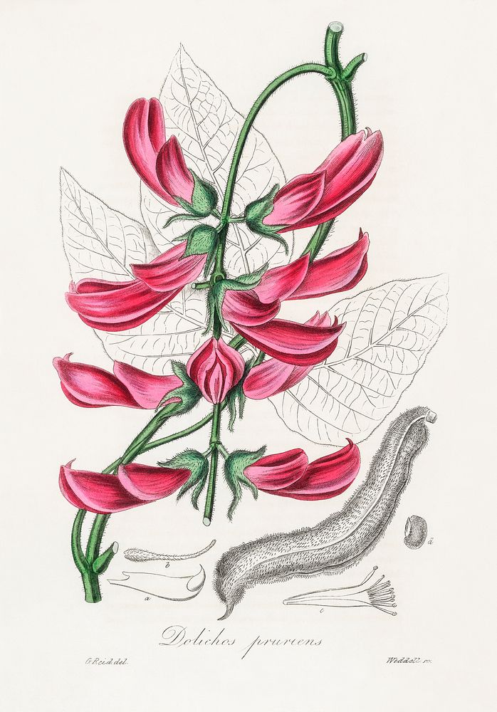 Mucuna pruriens (Dolichos pruriens) illustration. Digitally enhanced from our own book, Medical Botany (1836) by John…