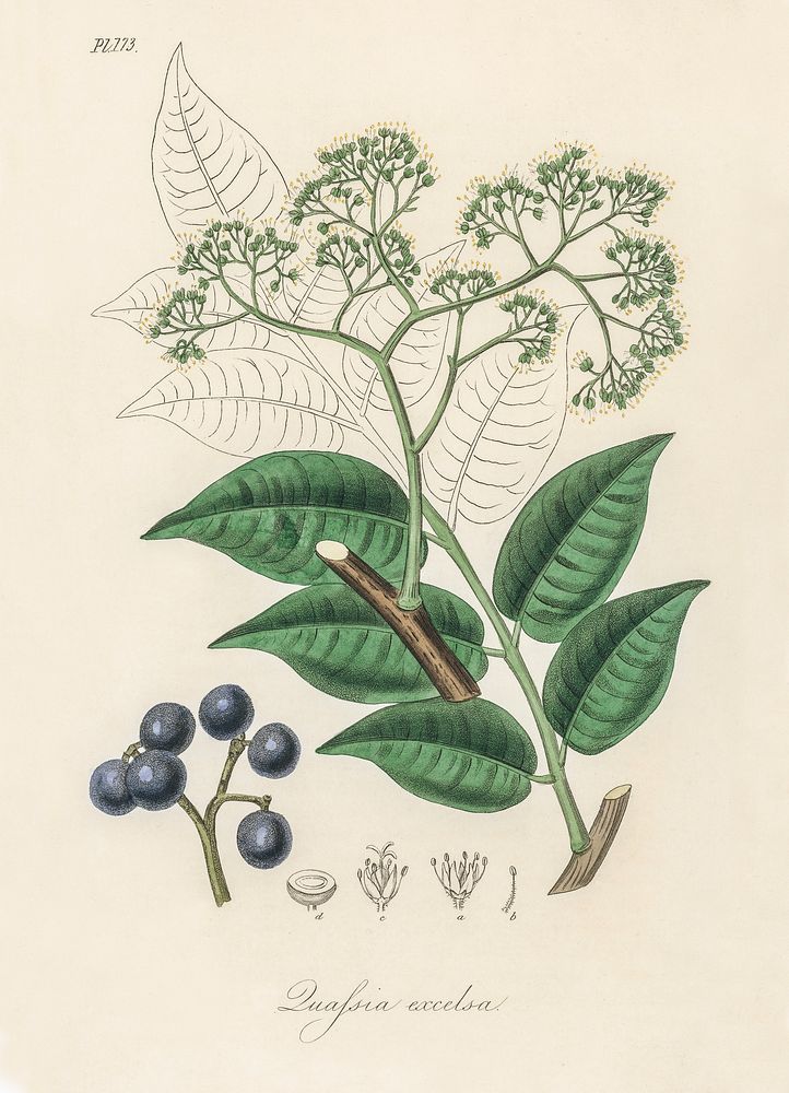 Picrasma excelsa illustration. Digitally enhanced from our own book, Medical Botany (1836) by John Stephenson and James…