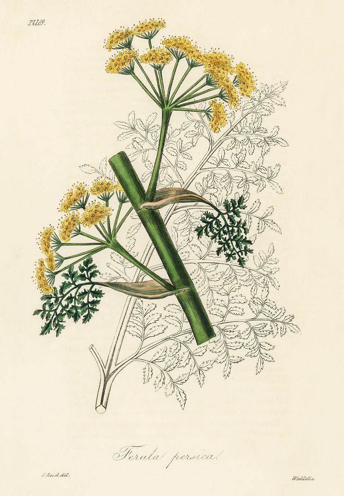 Ferula persica illustration. Digitally enhanced from our own book, Medical Botany (1836) by John Stephenson and James Morss…