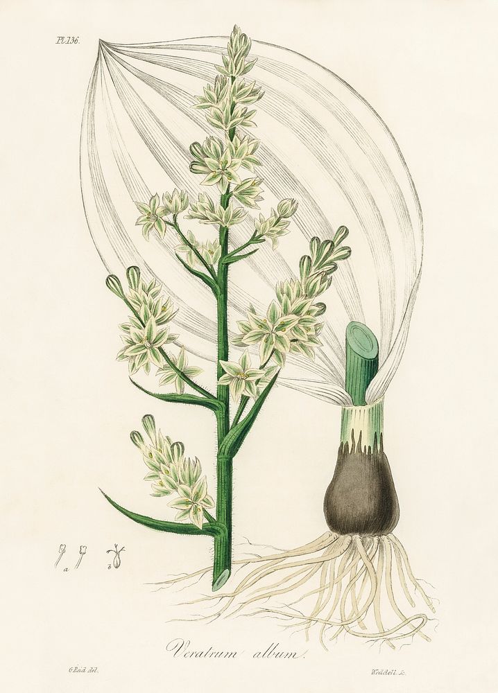 White hellebore (Veratrum album) illustration. Digitally enhanced from our own book, Medical Botany (1836) by John…