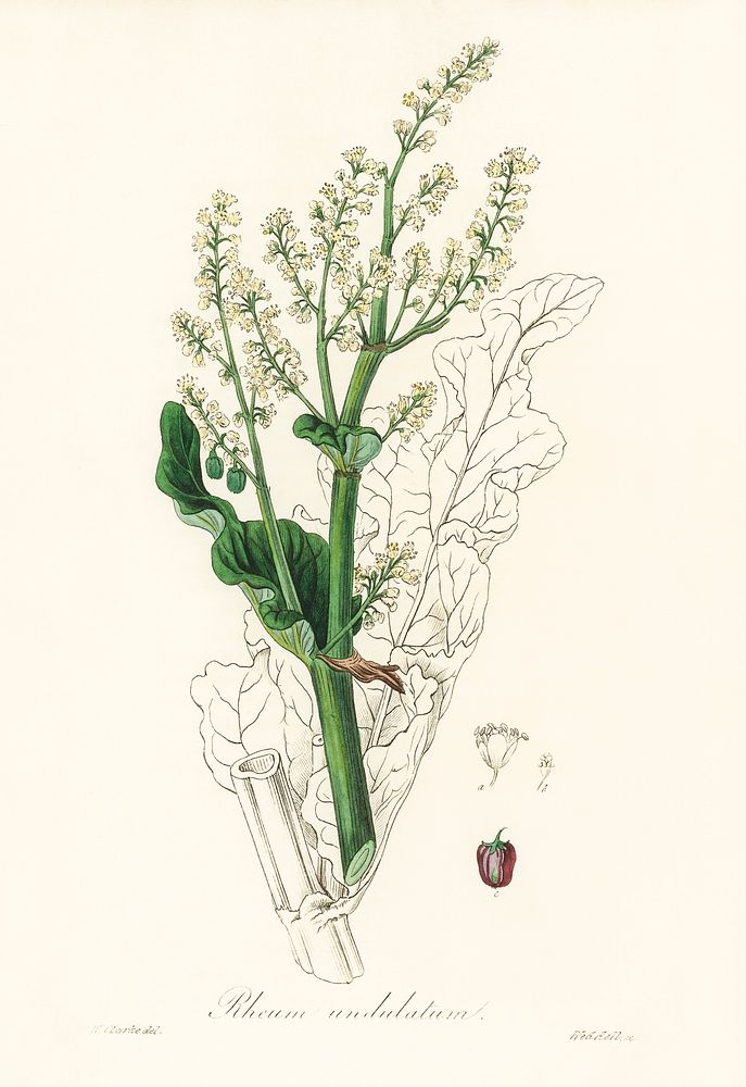 Rheum undulatum illustration. Digitally enhanced from our own book, Medical Botany (1836) by John Stephenson and James Morss…
