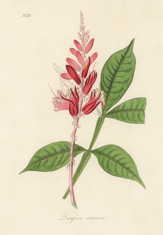 Lunasia amara illustration. Digitally enhanced from our own book, Medical Botany (1836) by John Stephenson and James Morss…