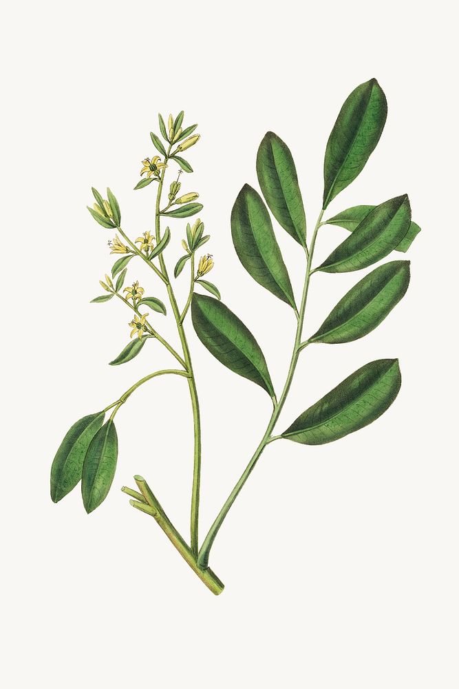 Psd botanical lualsia simarula medicinal plant sketch