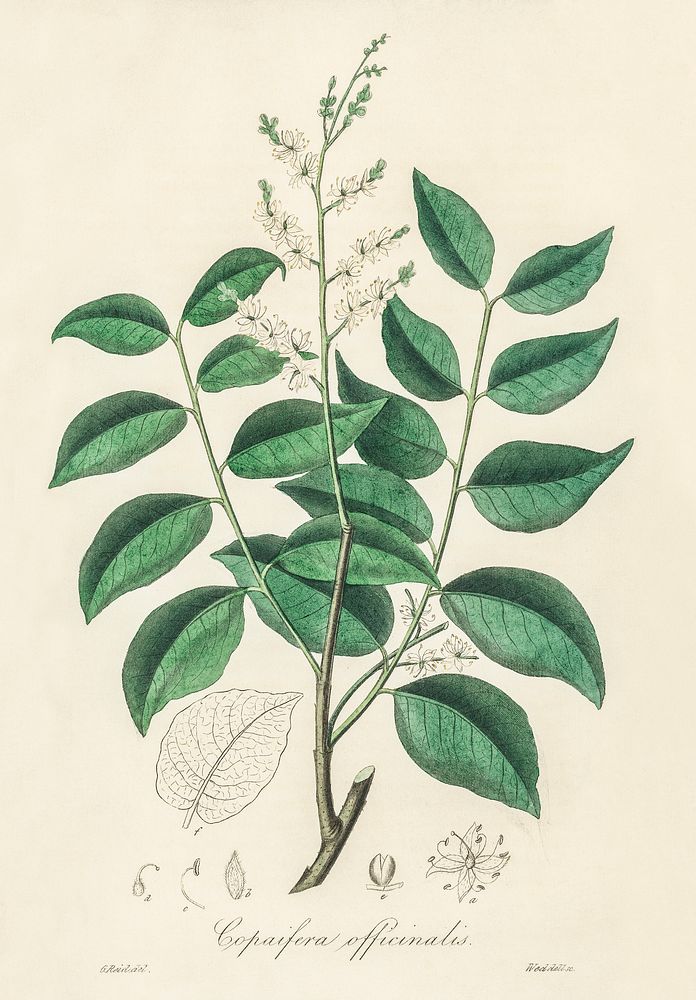 Diesel tree (Copaifera officinalis) illustration. Digitally enhanced from our own book, Medical Botany (1836) by John…
