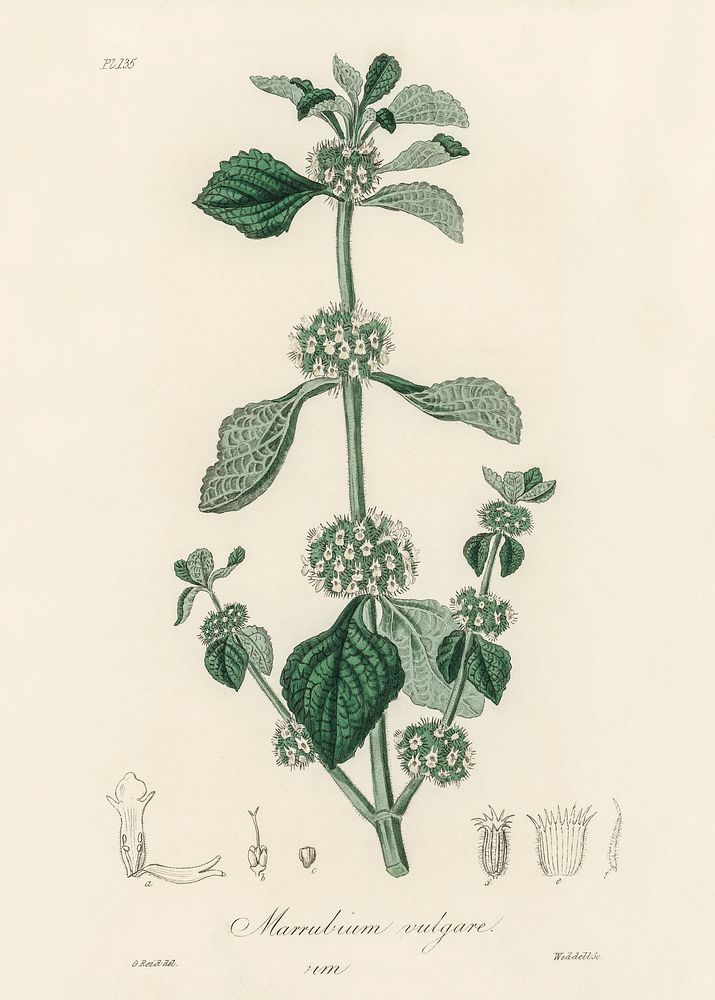 White horehound (Marrubium vulgare) illustration. Digitally enhanced from our own book, Medical Botany (1836) by John…