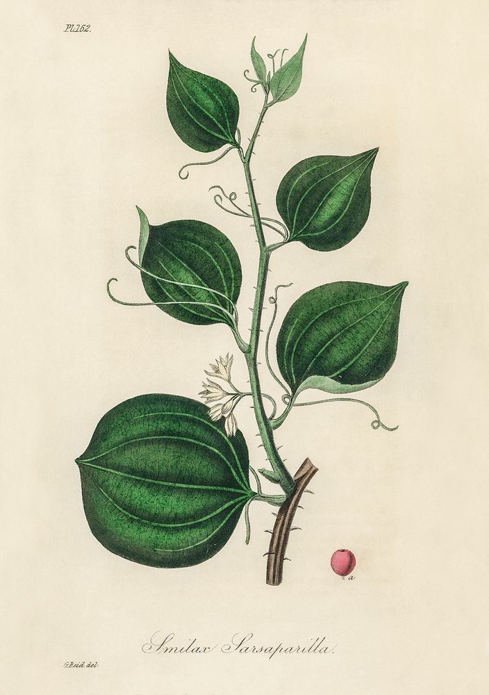 Lmilax larsaparilla illustration. Digitally enhanced from our own book, Medical Botany (1836) by John Stephenson and James…