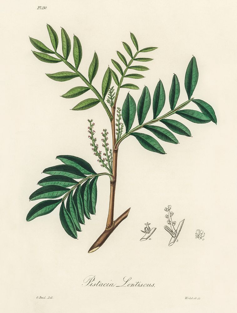 Lentisk (Pistacia lenitiscus) illustration. Digitally enhanced from our own book, Medical Botany (1836) by John Stephenson…