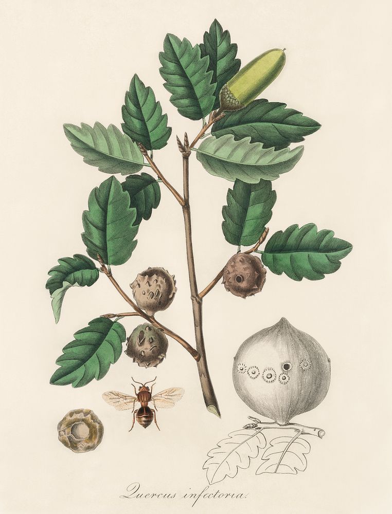 Aleppo oak (Luercus infectoria) illustration. Digitally enhanced from our own book, Medical Botany (1836) by John Stephenson…