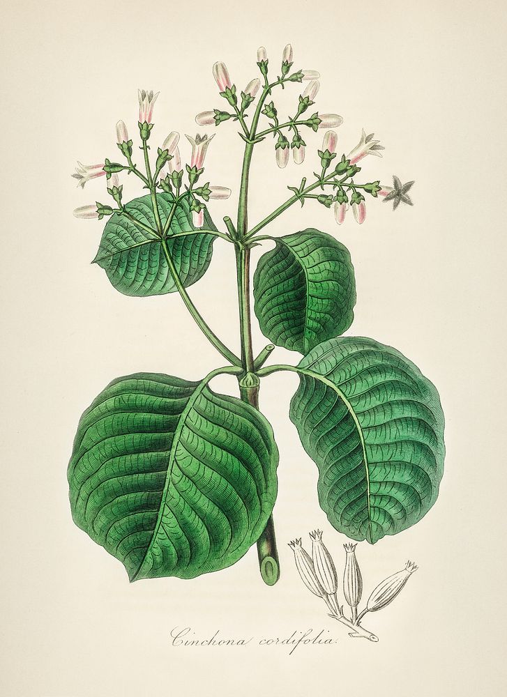 Cartagena bark (cinchona cordifolia) illustration. Digitally enhanced from our own book, Medical Botany (1836) by John…