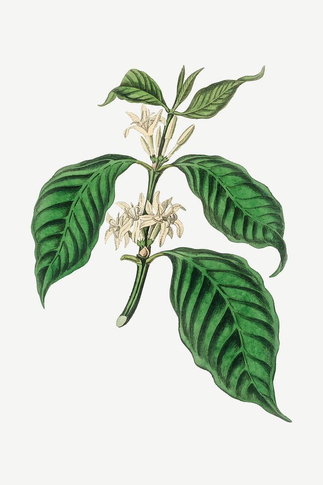 Medical botanical vector arabica coffee plant illustration