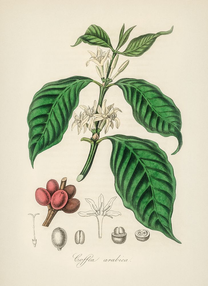 Coffea arabica illustration. Digitally enhanced from our own book, Medical Botany (1836) by John Stephenson and James Morss…