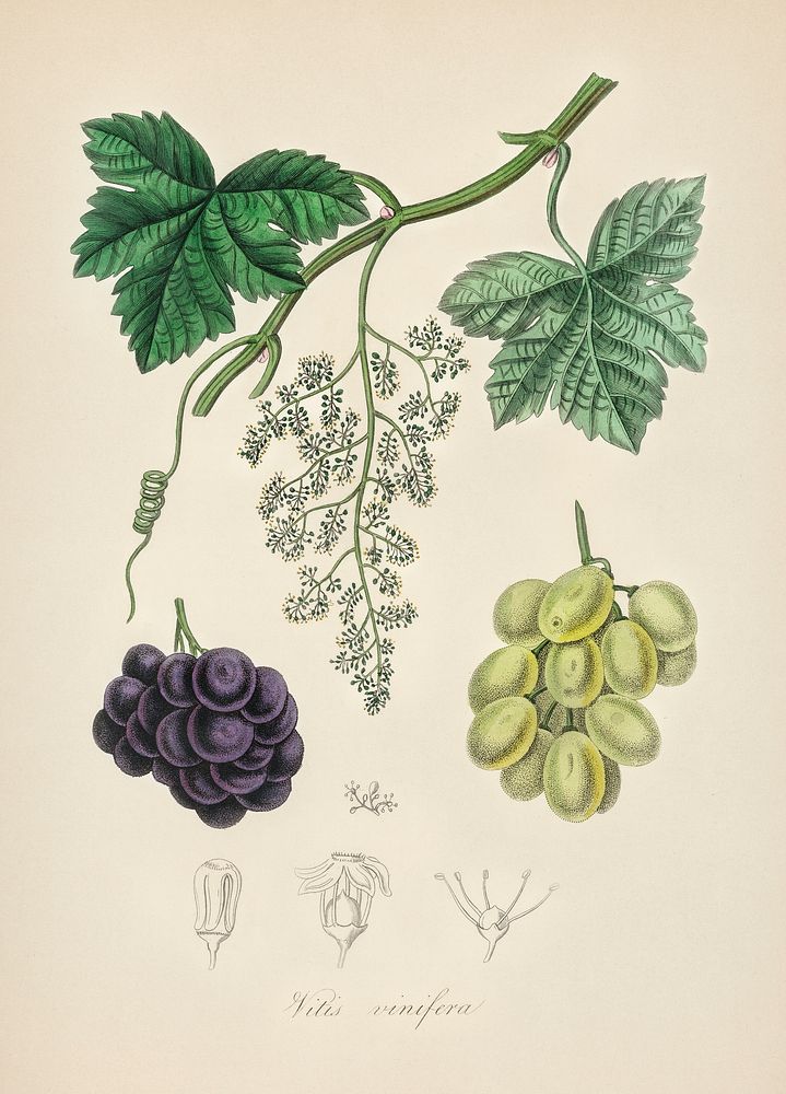 Common grape vine (Vitis vinifera) illustration. Digitally enhanced from our own book, Medical Botany (1836) by John…