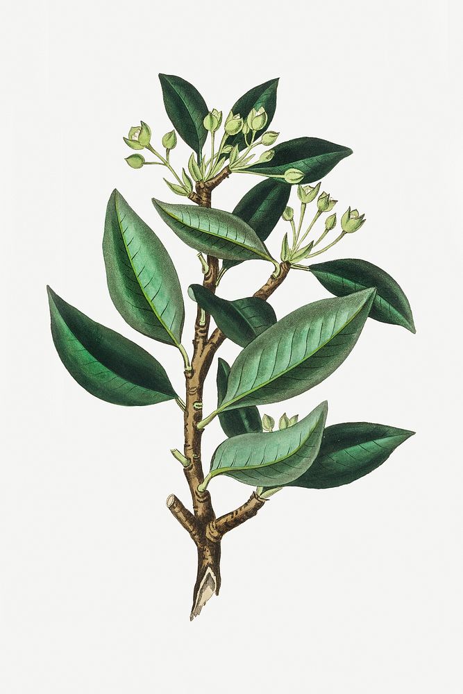 Psd botanical green medicinal plant sketch