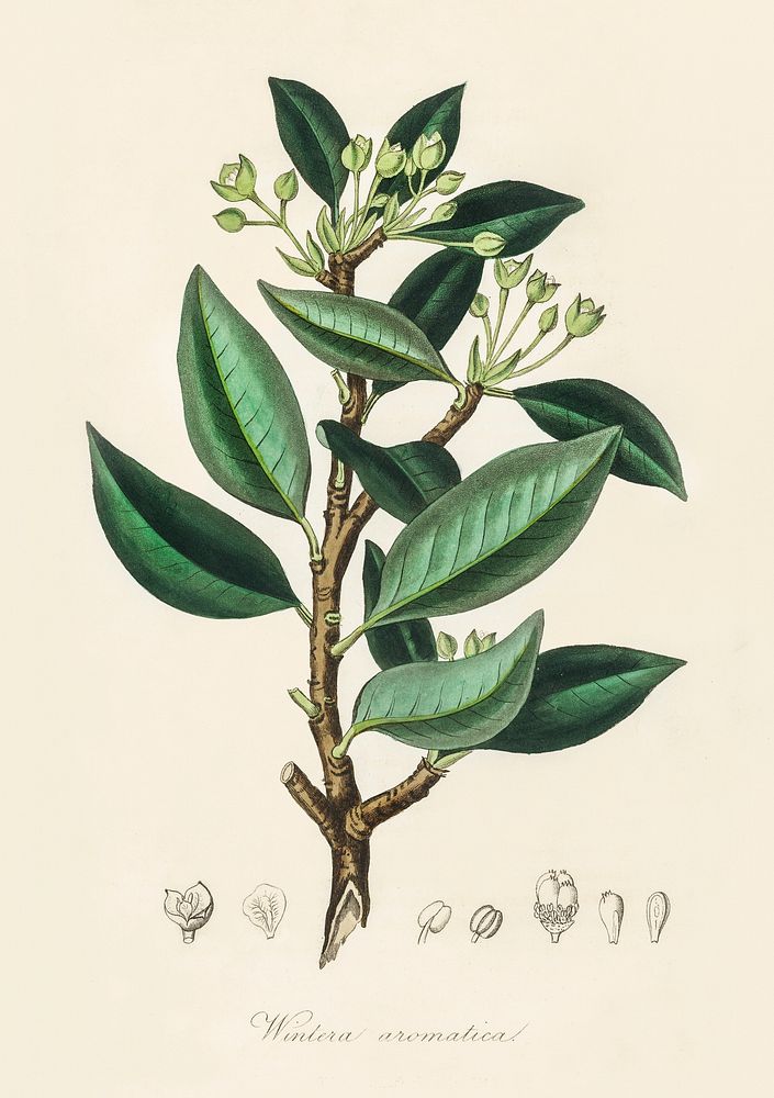 Wintera aromatica illustration. Digitally enhanced from our own book, Medical Botany (1836) by John Stephenson and James…