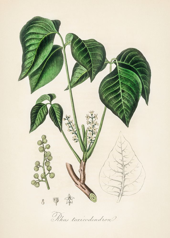 Poison ivy (Rhus toxicodendron) illustration. Digitally enhanced from our own book, Medical Botany (1836) by John Stephenson…