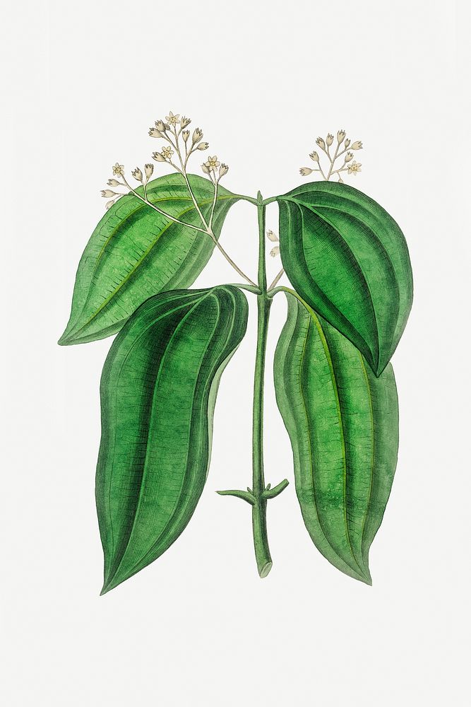 Botanical cinnamon tree psd vintage plant sketch