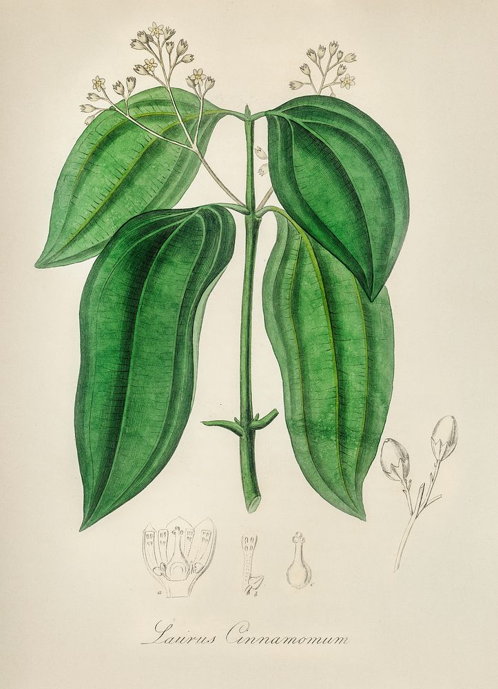 True cinnamon tree (Laurus cinnamomum) illustration. Digitally enhanced from our own book, Medical Botany (1836) by John…