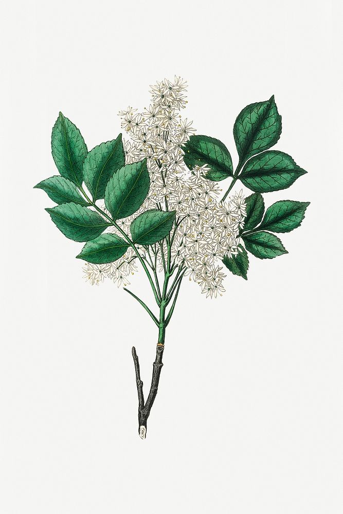 Psd botanical manna ash medicinal plant sketch