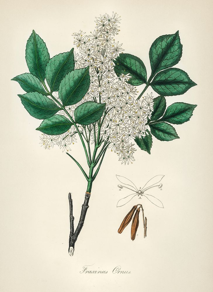 Manna ash (Fraxinus ornus) illustration. Digitally enhanced from our own book, Medical Botany (1836) by John Stephenson and…