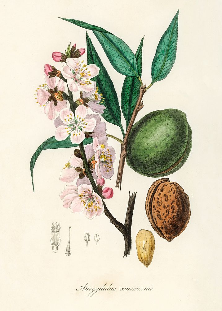 The almond (Amygdalus communis) illustration. Digitally enhanced from our own book, Medical Botany (1836) by John Stephenson…