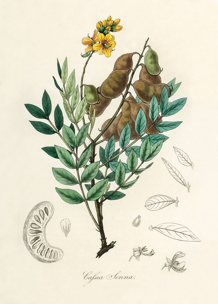 Cassia senna illustration. Digitally enhanced from our own book, Medical Botany (1836) by John Stephenson and James Morss…