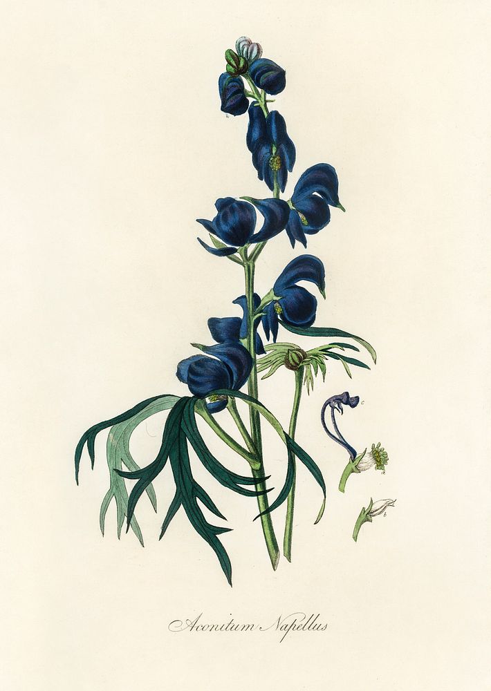 Monk's-hood (Aconitum napellus) illustration. Digitally enhanced from our own book, Medical Botany (1836) by John Stephenson…