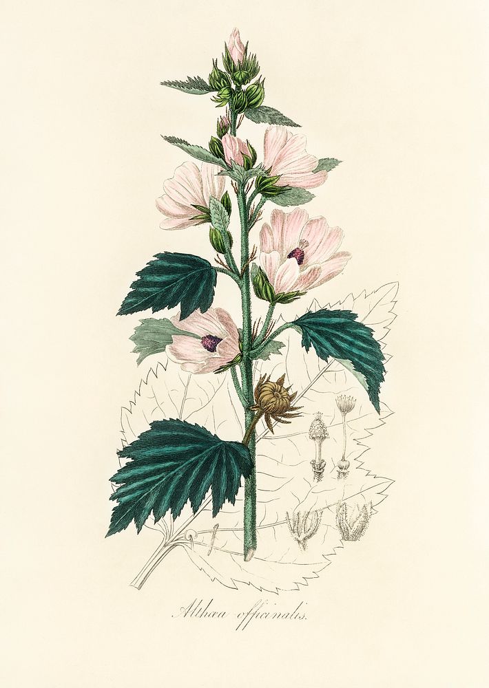 Common marshmallow (Althea officinalis) illustration. Digitally enhanced from our own book, Medical Botany (1836) by John…
