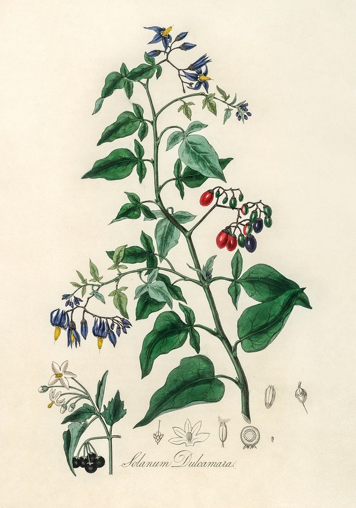 Bittersweet (Solanum dulcamara) illustration. Digitally enhanced from our own book, Medical Botany (1836) by John Stephenson…