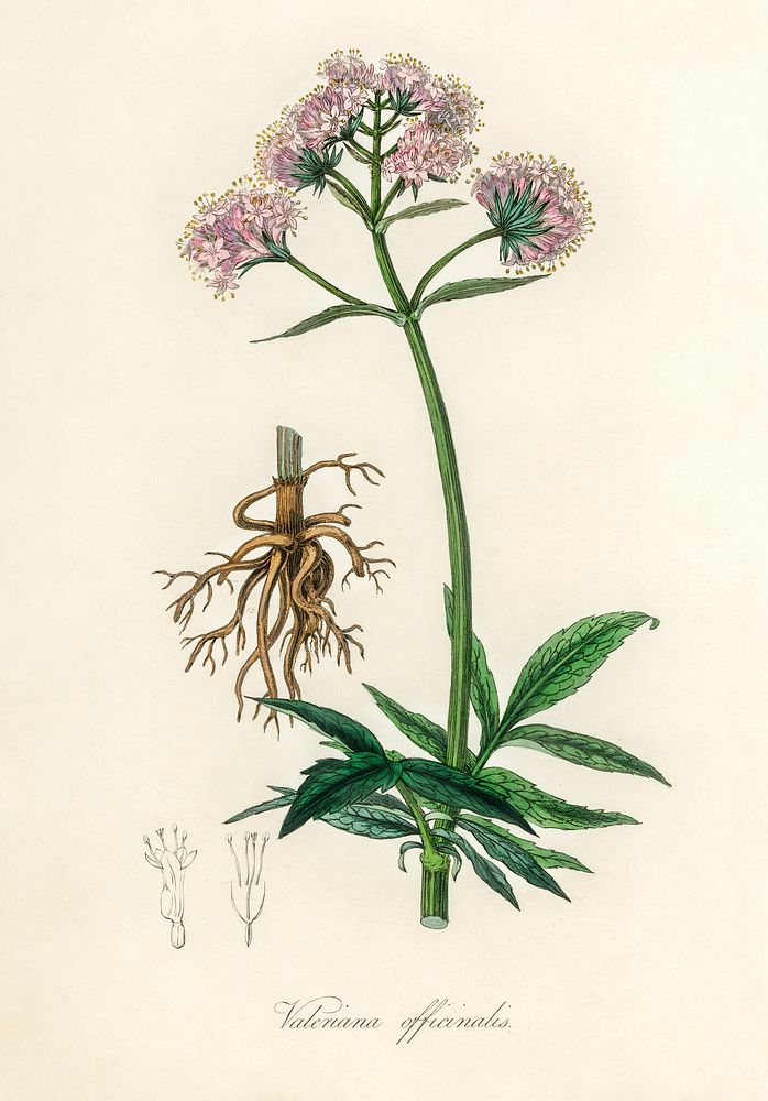Valerian (Valeriana officinalis) illustration. Digitally enhanced from our own book, Medical Botany (1836) by John…