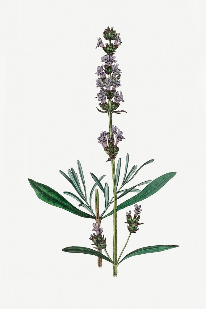Botanical lavender psd vintage plant sketch
