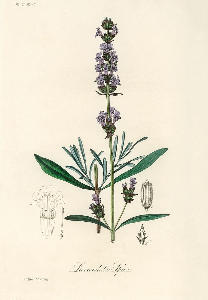 Lavender (Lavandula ipica) illustration. Digitally enhanced from our own book, Medical Botany (1836) by John Stephenson and…