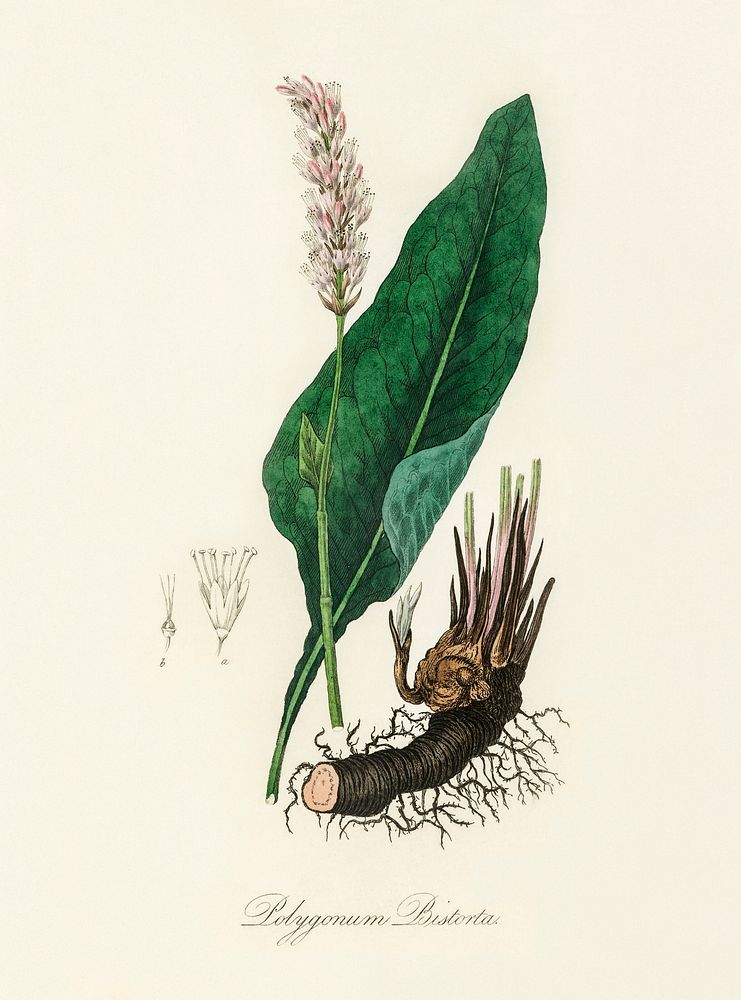 Bistort (Polygonum bistorta) illustration. Digitally enhanced from our own book, Medical Botany (1836) by John Stephenson…