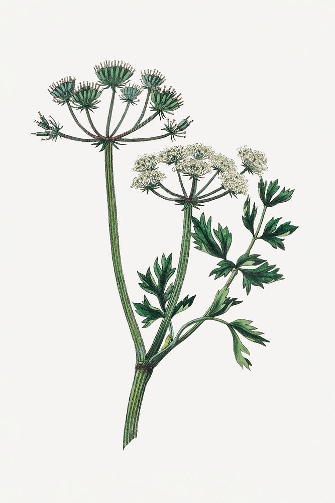 Psd botanical water dropwort medicinal plant sketch