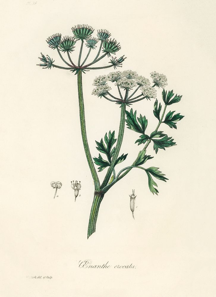 Water dropwort (Onanthe grocata) illustration. Digitally enhanced from our own book, Medical Botany (1836) by John…