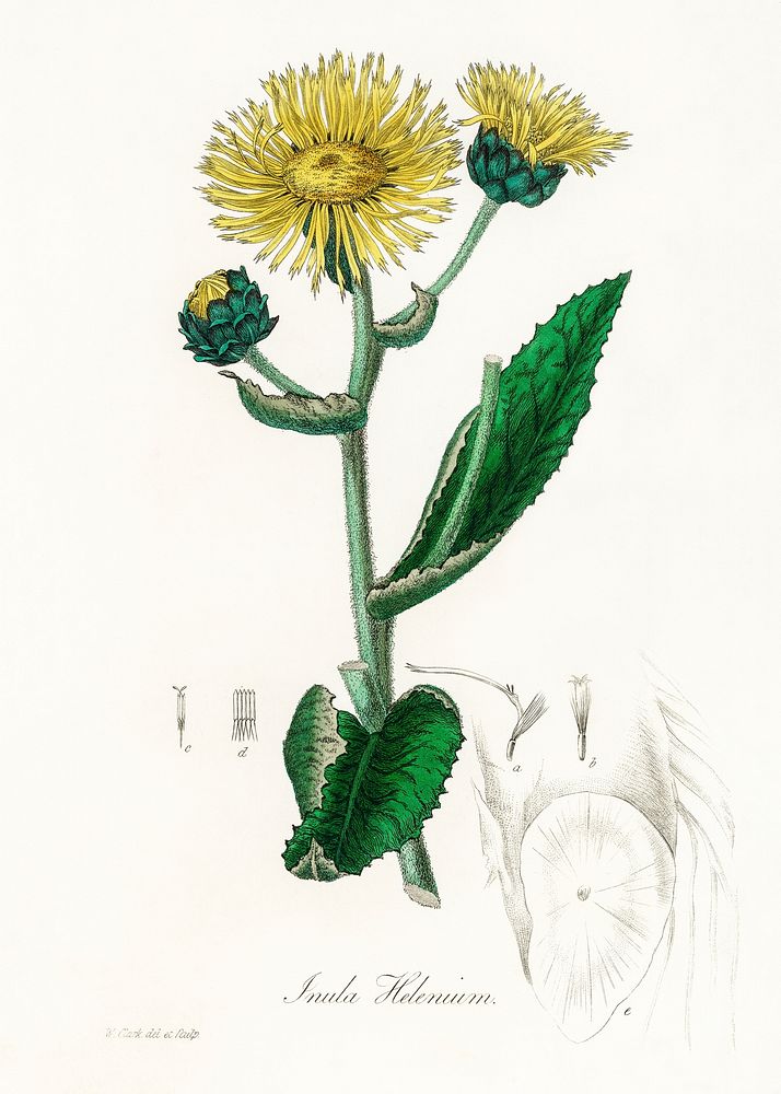 Elecampane (Inula helenium) illustration. Digitally enhanced from our own book, Medical Botany (1836) by John Stephenson and…