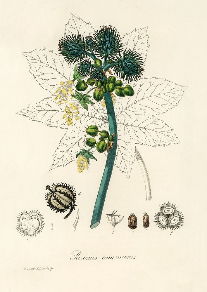 Castor oil plant (Ricinus communs) illustration. Digitally enhanced from our own book, Medical Botany (1836) by John…
