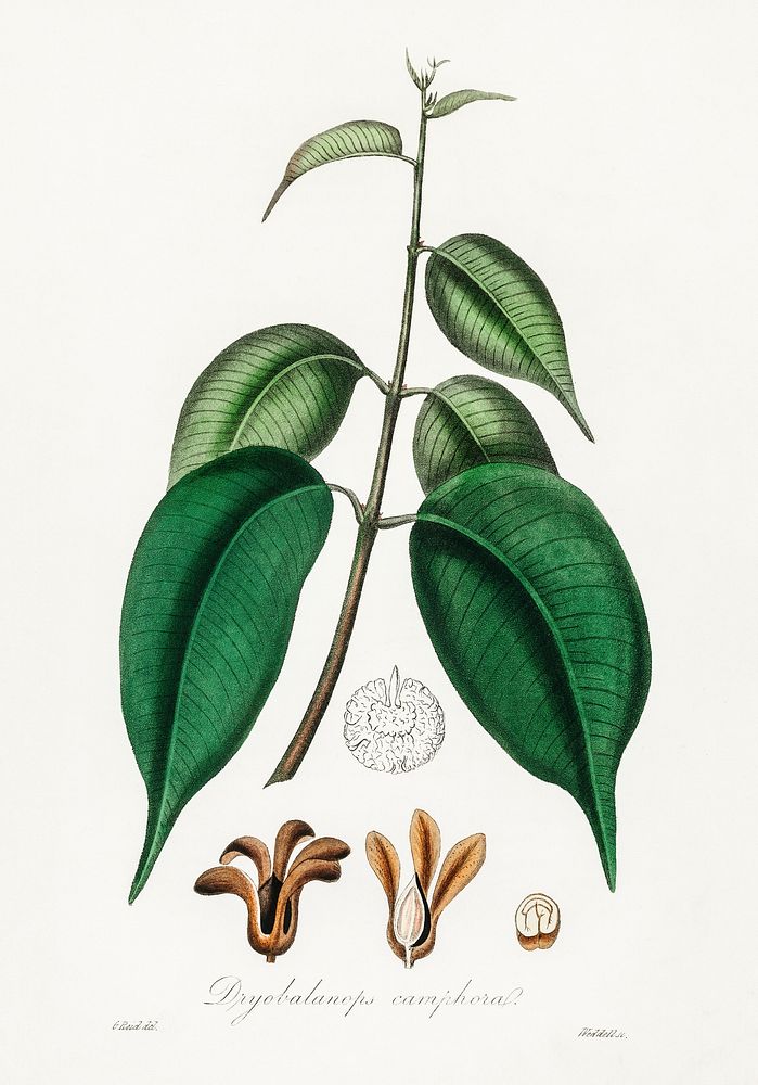 Borneo camphor (Dryobalanops camphoral) illustration. Digitally enhanced from our own book, Medical Botany (1836) by John…