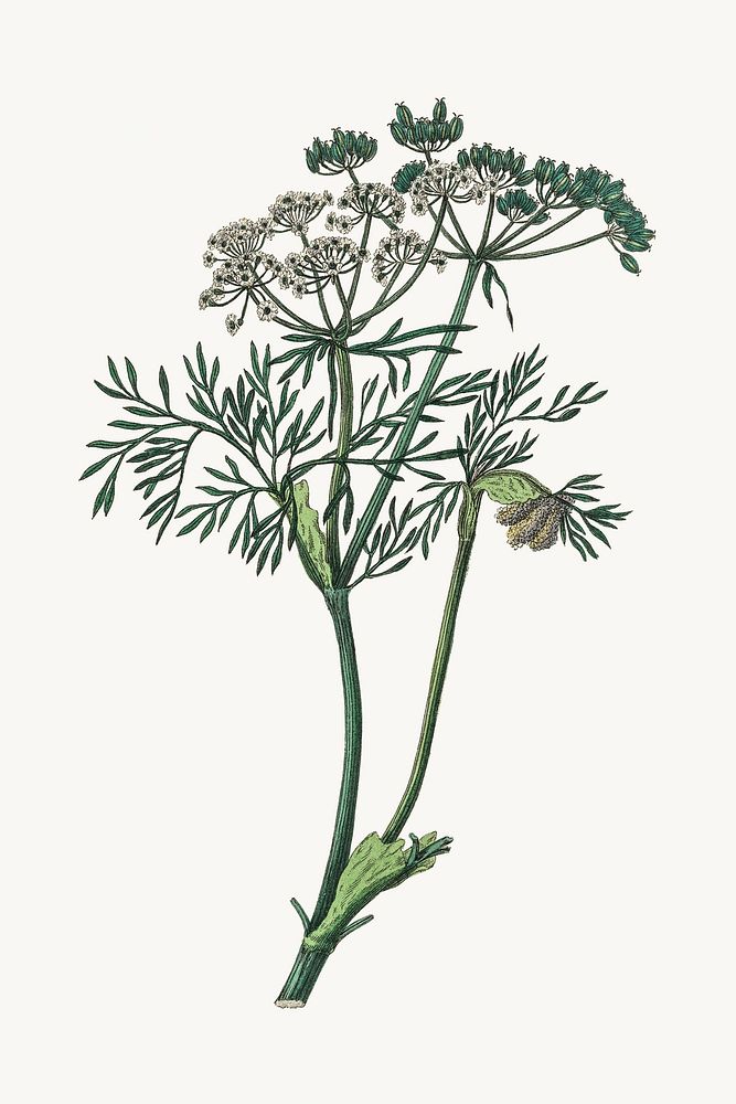 Caraway medicinal botany psd vintage illustration