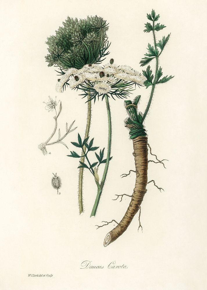 Wild carrot (daucus carota) illustration. Digitally enhanced from our own book, Medical Botany (1836) by John Stephenson and…