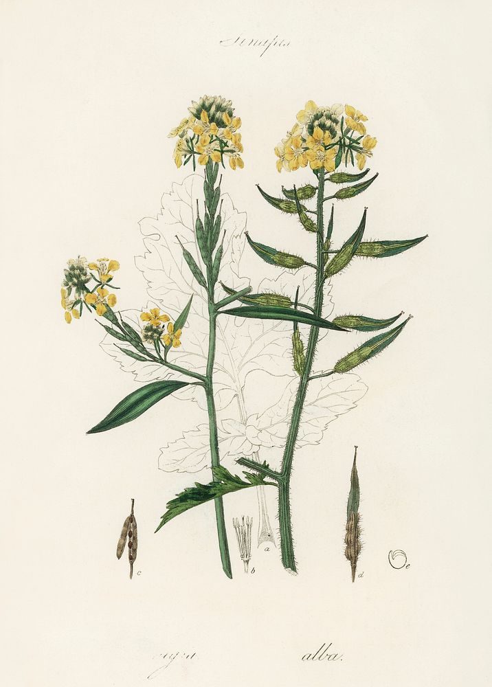 Mustard (Sinapis) illustration. Digitally enhanced from our own book, Medical Botany (1836) by John Stephenson and James…