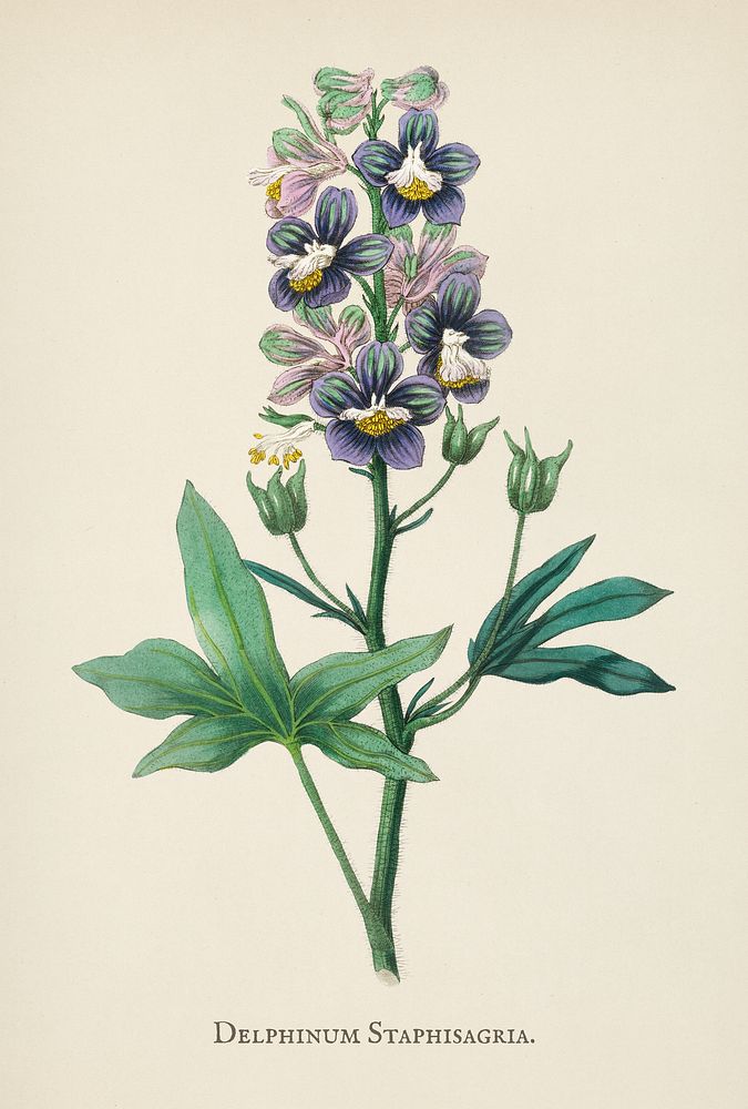 Delphinum staphisagria illustration from Medical Botany (1836) by John Stephenson and James Morss Churchill.