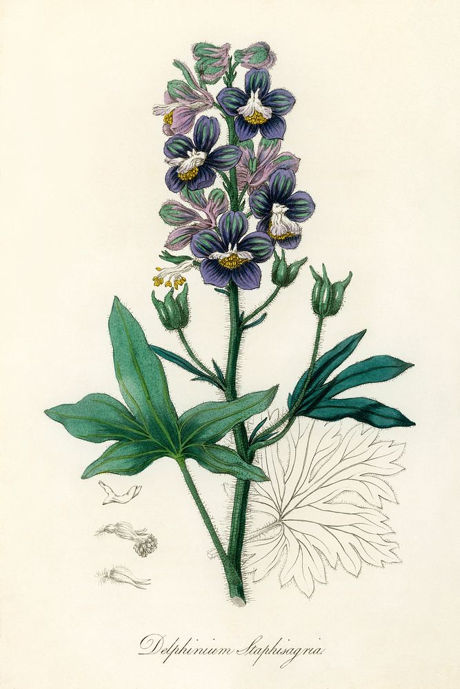 Delphinum staphisagria illustration. Digitally enhanced from our own book, Medical Botany (1836) by John Stephenson and…