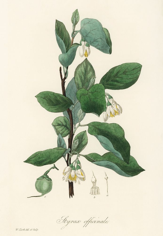 Styrax officinalis illustration. Digitally enhanced from our own book, Medical Botany (1836) by John Stephenson and James…