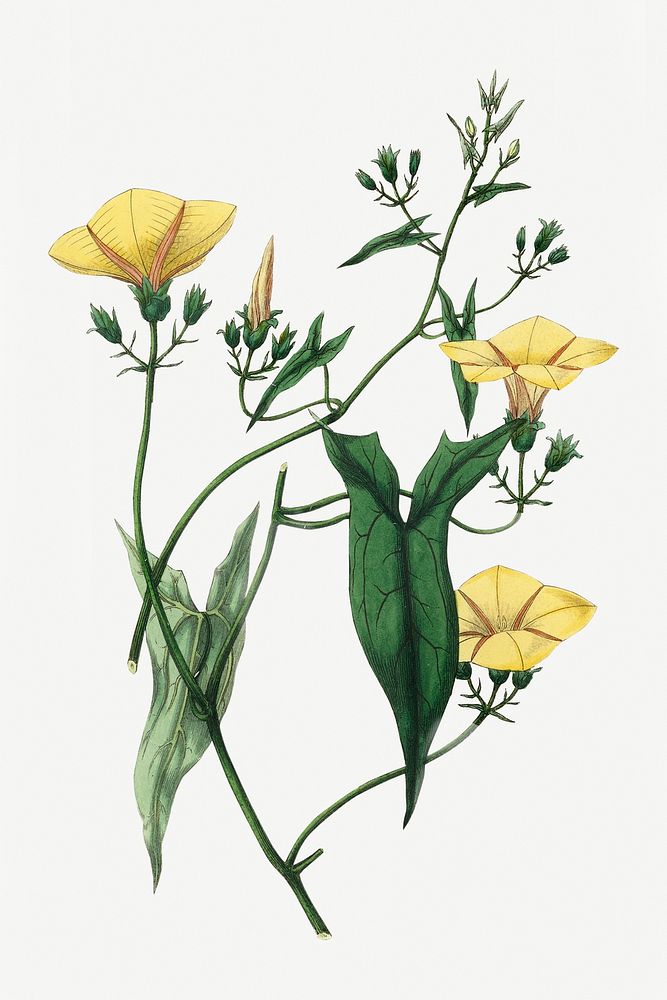 Psd botanical scammony medicinal plant sketch
