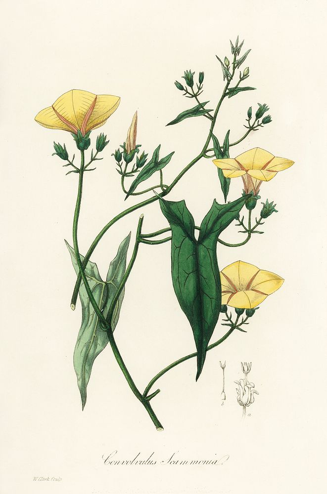 Scammony (Convolvulus scammonia) illustration. Digitally enhanced from our own book, Medical Botany (1836) by John…