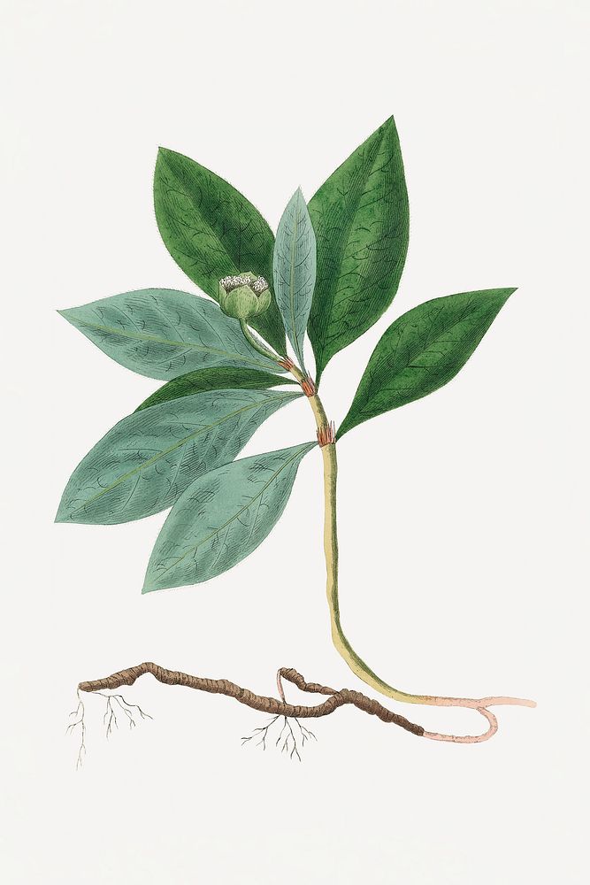 Botanical ipecacuanha psd vintage plant sketch